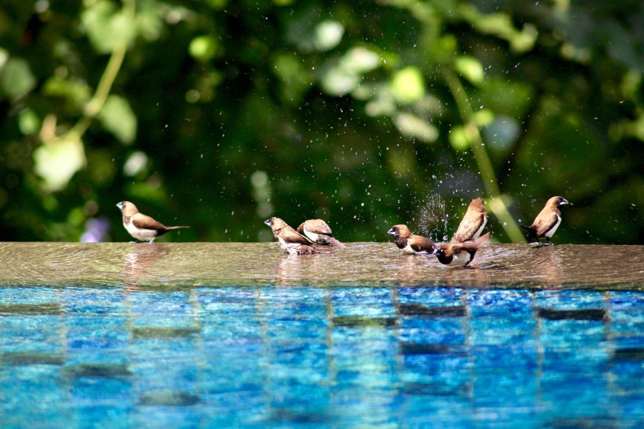 The Manipura Luxury Estate And Spa Up To 18 Person, Fully Serviced Ubud Exterior foto